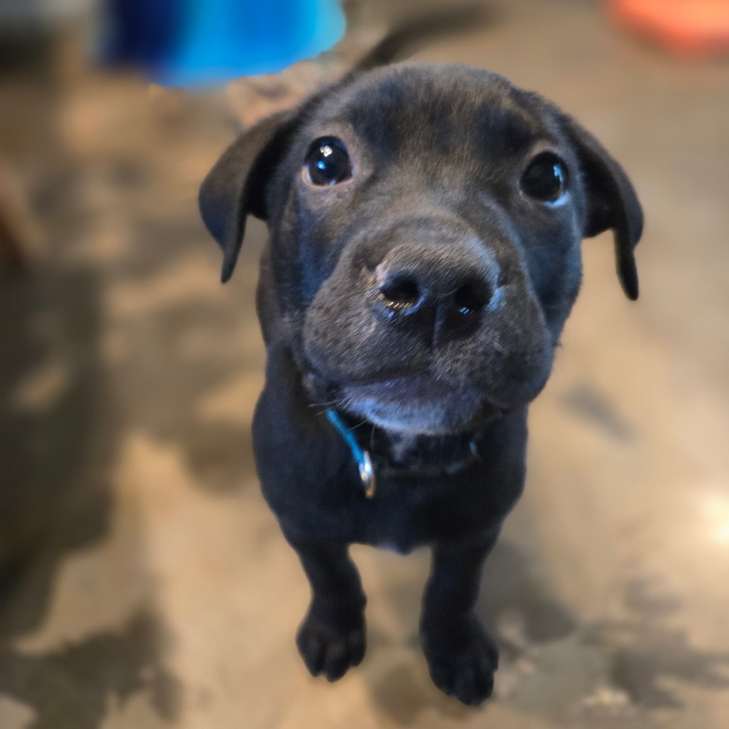 Piper