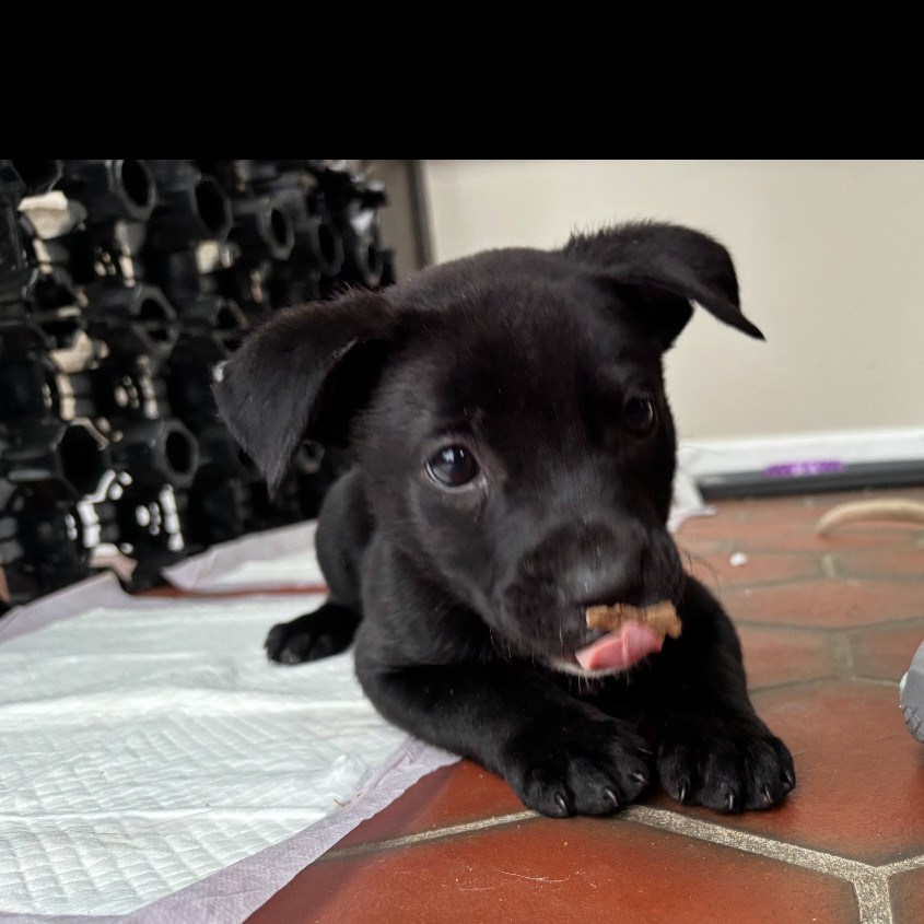 Piper