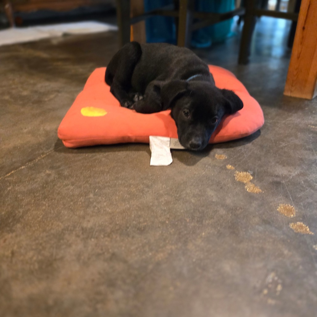 Piper
