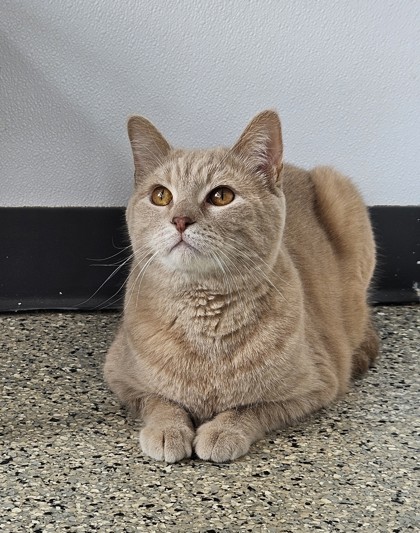 Farruko