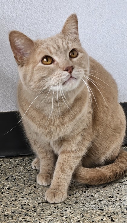Farruko