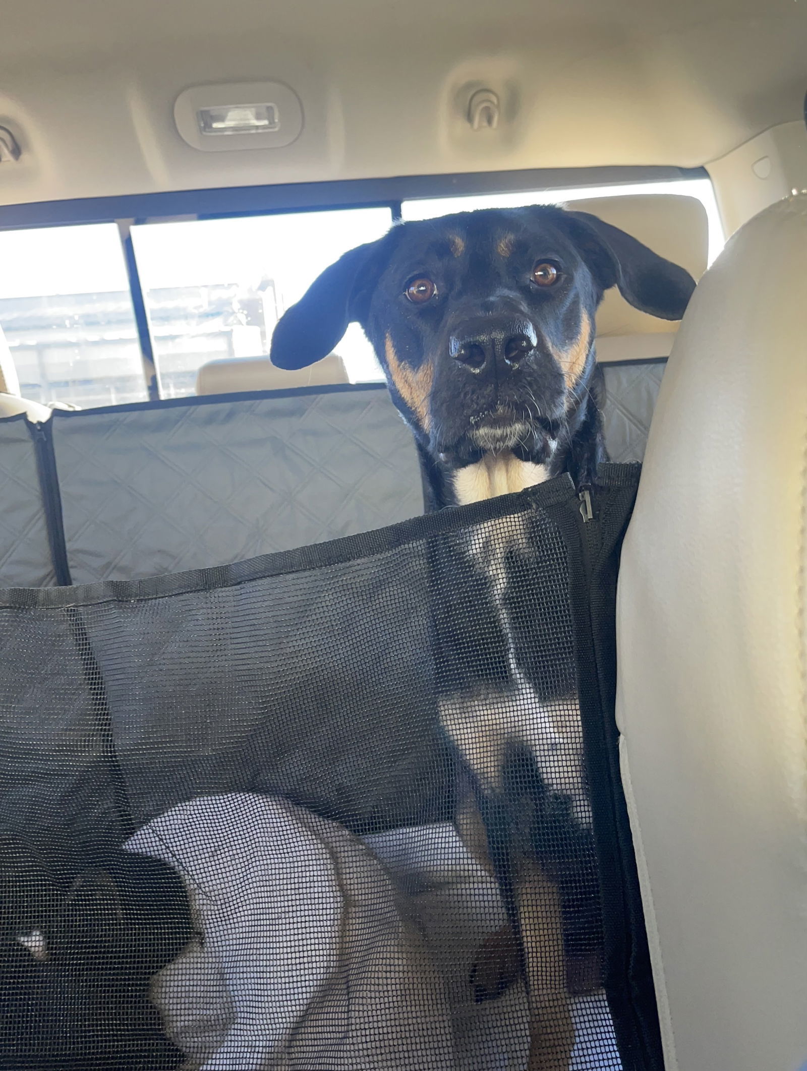Zena MO, an adoptable Australian Kelpie, Labrador Retriever in Midway, UT, 84049 | Photo Image 1