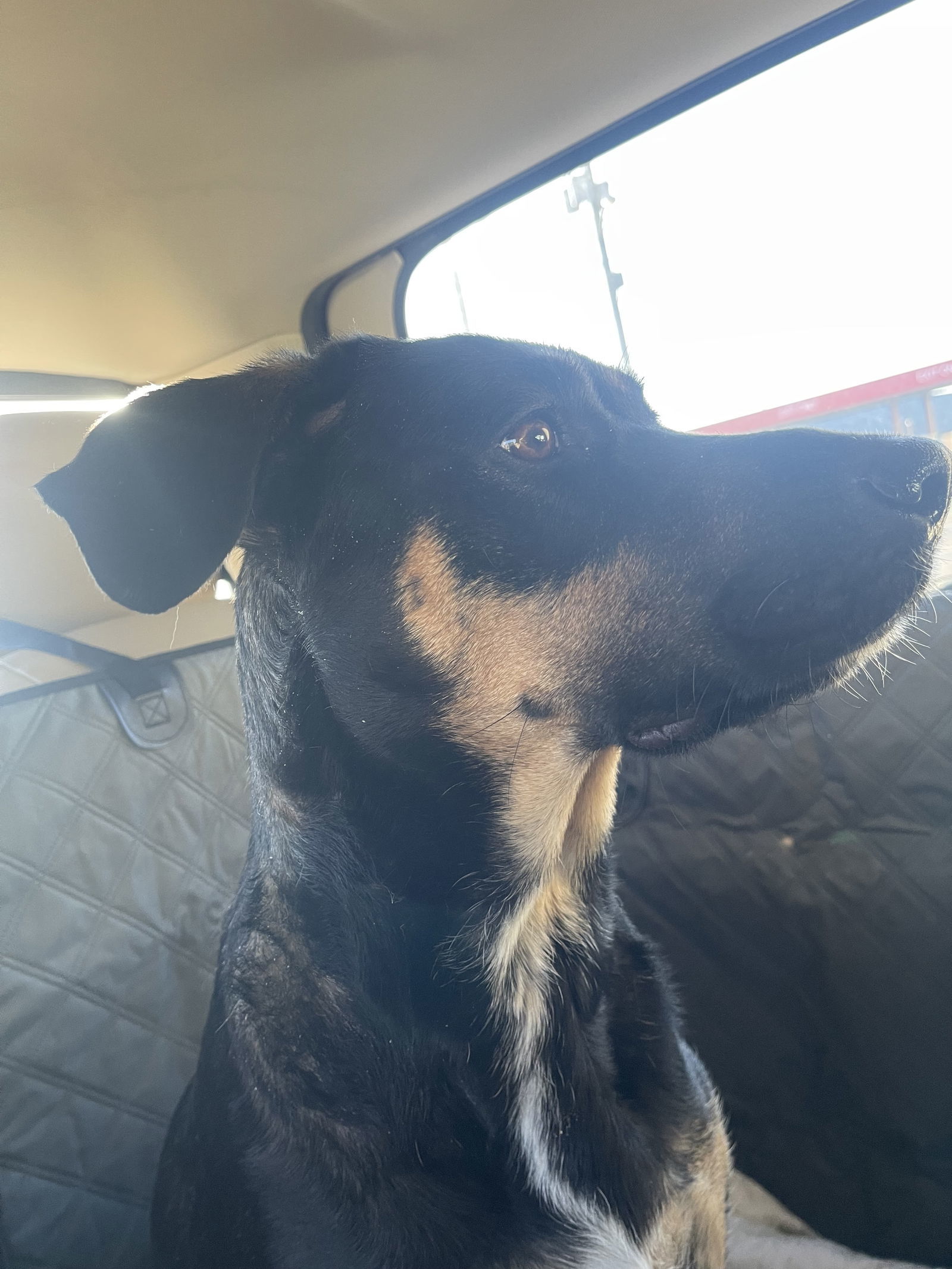 Zena, an adoptable Labrador Retriever, German Shepherd Dog in Midway, UT, 84049 | Photo Image 2