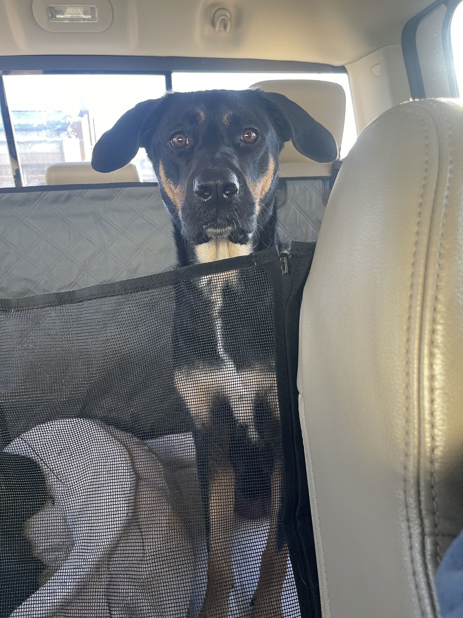 Zena MO, an adoptable Australian Kelpie, Labrador Retriever in Midway, UT, 84049 | Photo Image 3