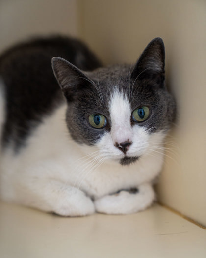 Graceland (Gracie), an adoptable Domestic Short Hair in Pequot Lakes, MN, 56472 | Photo Image 1