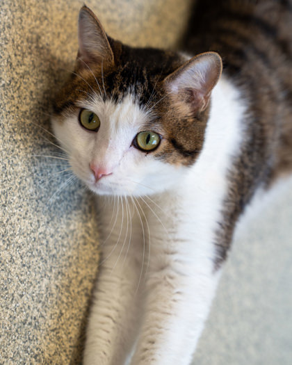 Ricky (Elon), an adoptable Domestic Short Hair in Pequot Lakes, MN, 56472 | Photo Image 1