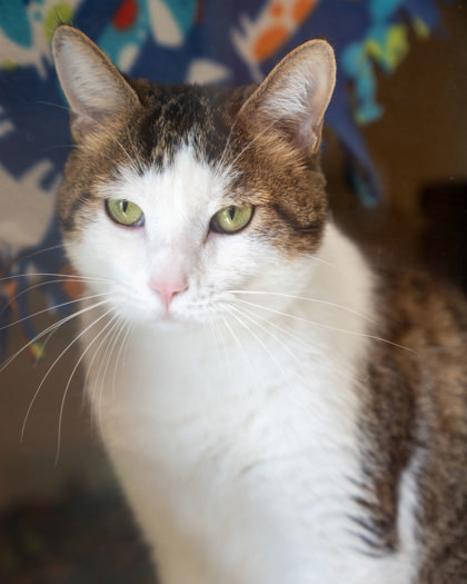 Ricky (Elon), an adoptable Domestic Short Hair in Pequot Lakes, MN, 56472 | Photo Image 2
