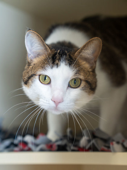 Ricky (Elon), an adoptable Domestic Short Hair in Pequot Lakes, MN, 56472 | Photo Image 3