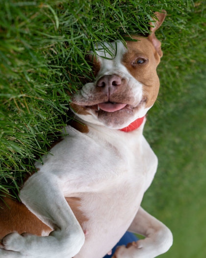 Bubbles, an adoptable Pit Bull Terrier, Mixed Breed in Pequot Lakes, MN, 56472 | Photo Image 1