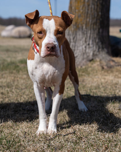 Bubbles, an adoptable Pit Bull Terrier, Mixed Breed in Pequot Lakes, MN, 56472 | Photo Image 2
