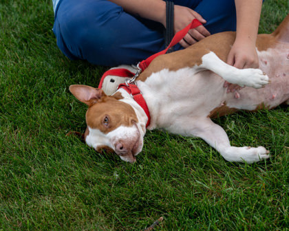Bubbles, an adoptable Pit Bull Terrier, Mixed Breed in Pequot Lakes, MN, 56472 | Photo Image 2