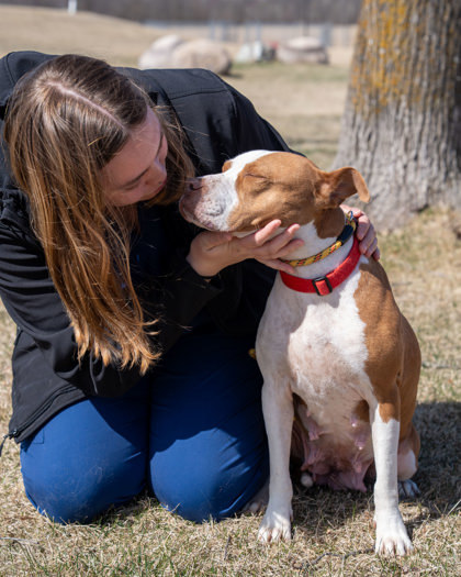 Bubbles, an adoptable Pit Bull Terrier, Mixed Breed in Pequot Lakes, MN, 56472 | Photo Image 3