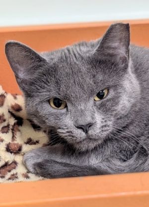 Elsie, Adult Female Domestic Short Hair