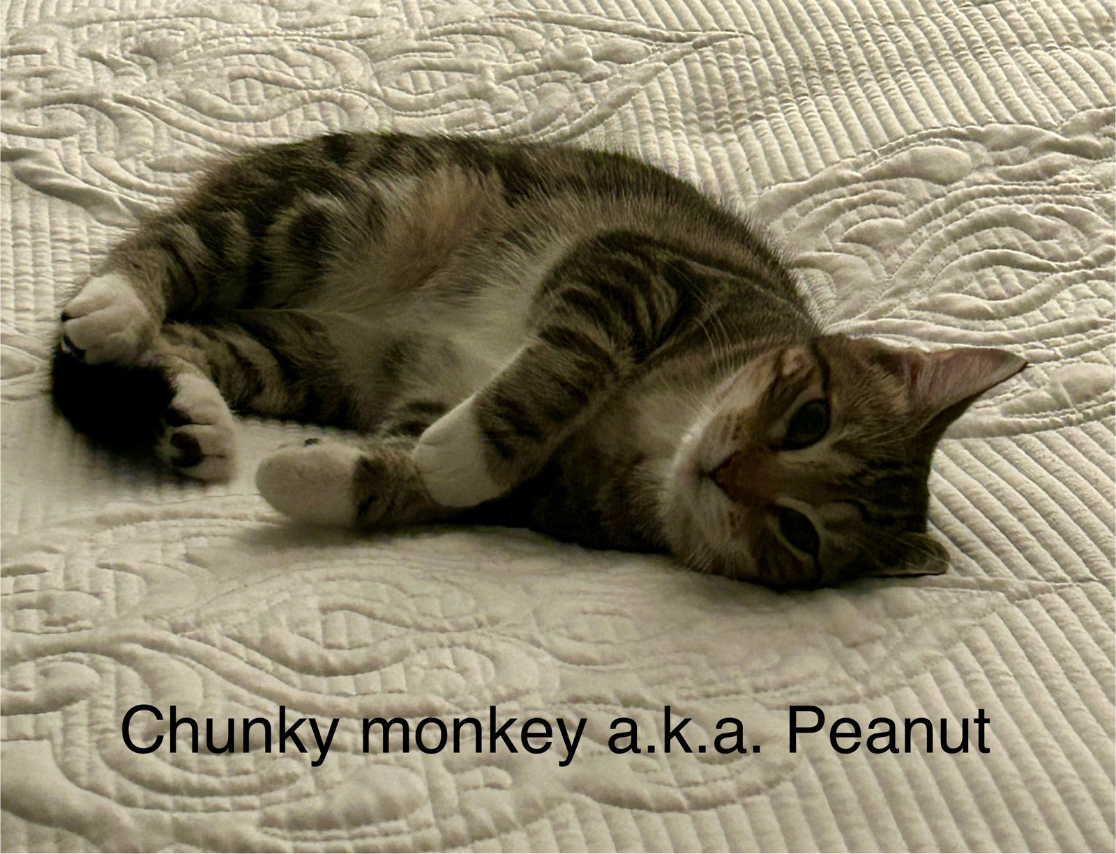 Chunky Monkey