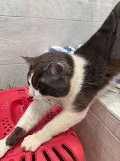 LG, an adoptable Domestic Short Hair in Paradise, CA, 95967 | Photo Image 1