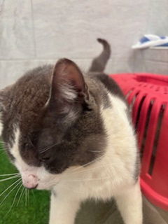 LG, an adoptable Domestic Short Hair in Paradise, CA, 95967 | Photo Image 2
