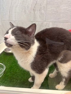 LG, an adoptable Domestic Short Hair in Paradise, CA, 95967 | Photo Image 3