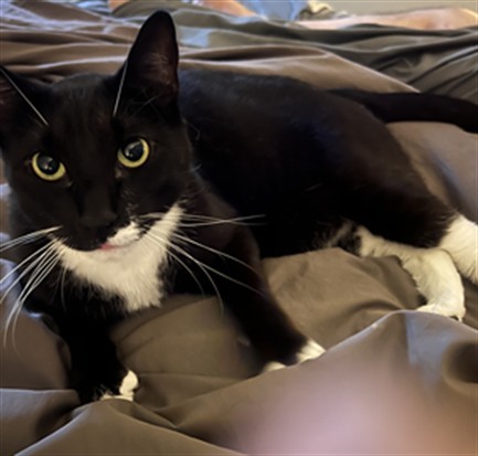 HUEY, an adoptable Domestic Short Hair in Las Vegas, NV, 89101 | Photo Image 1