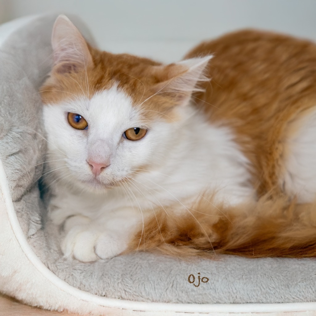 Ojo, an adoptable Domestic Medium Hair in Hot Springs Village, AR, 71909 | Photo Image 1