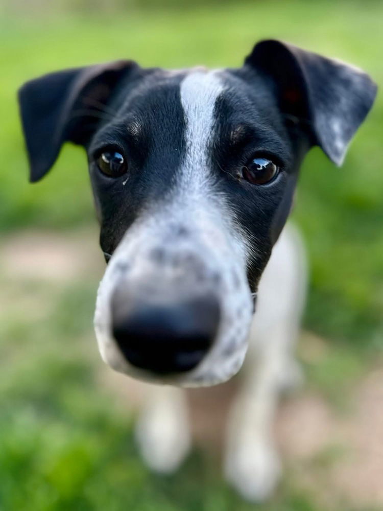 Carlos