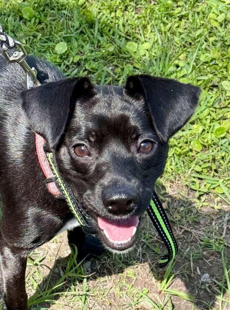 Sadie aka Sadiee, an adoptable Chihuahua, Dachshund in Halifax, NS, B3J 3A5 | Photo Image 1