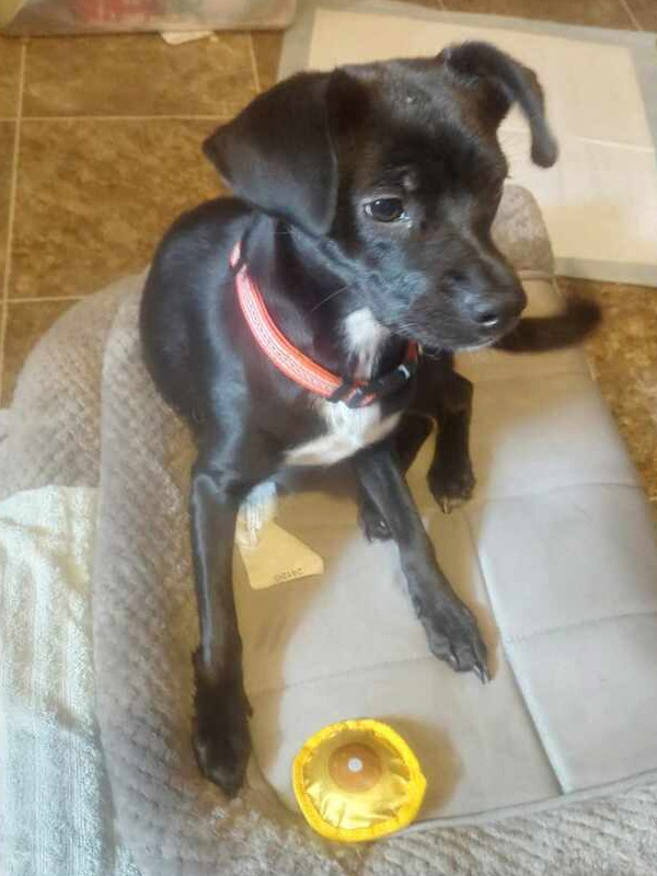 Sadie aka Sadiee, an adoptable Chihuahua, Dachshund in Halifax, NS, B3J 3A5 | Photo Image 2
