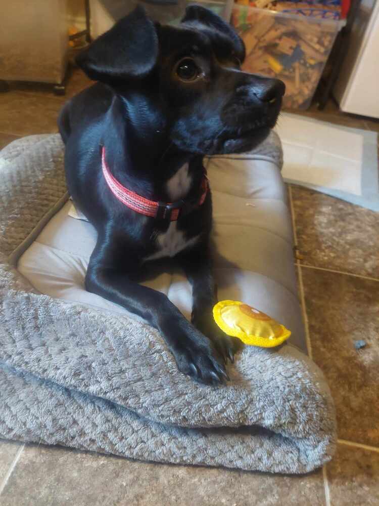 Sadie aka Sadiee, an adoptable Chihuahua, Dachshund in Halifax, NS, B3J 3A5 | Photo Image 5