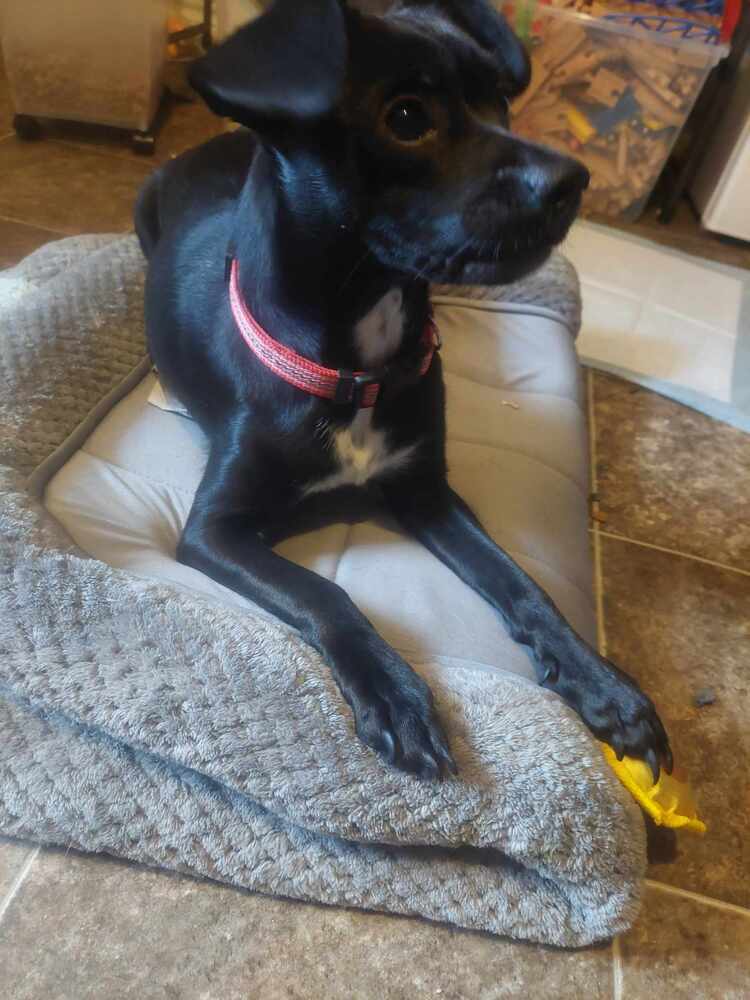 Sadie aka Sadiee, an adoptable Chihuahua, Dachshund in Halifax, NS, B3J 3A5 | Photo Image 6