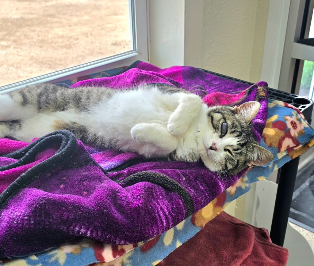 Elvis, an adoptable Domestic Short Hair in Pratt, KS, 67124 | Photo Image 1