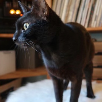 Roxanne