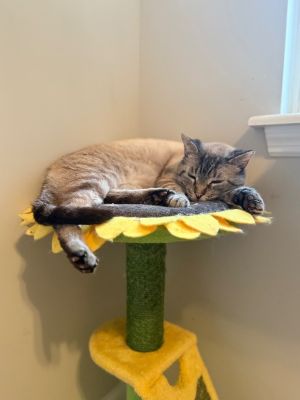 Miso is a handsome siamese tabby mix with soft expressive eyes and a heart full of potential This 
