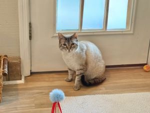 Miso is a handsome siamese tabby mix with soft expressive eyes and a heart full of potential This 