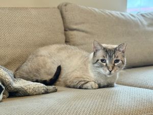 Miso is a handsome siamese tabby mix with soft expressive eyes and a heart full of potential This 