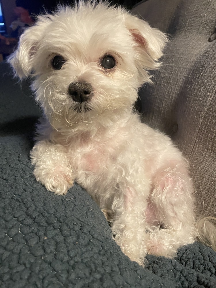 Maltese - Wonder. **Special Needs**