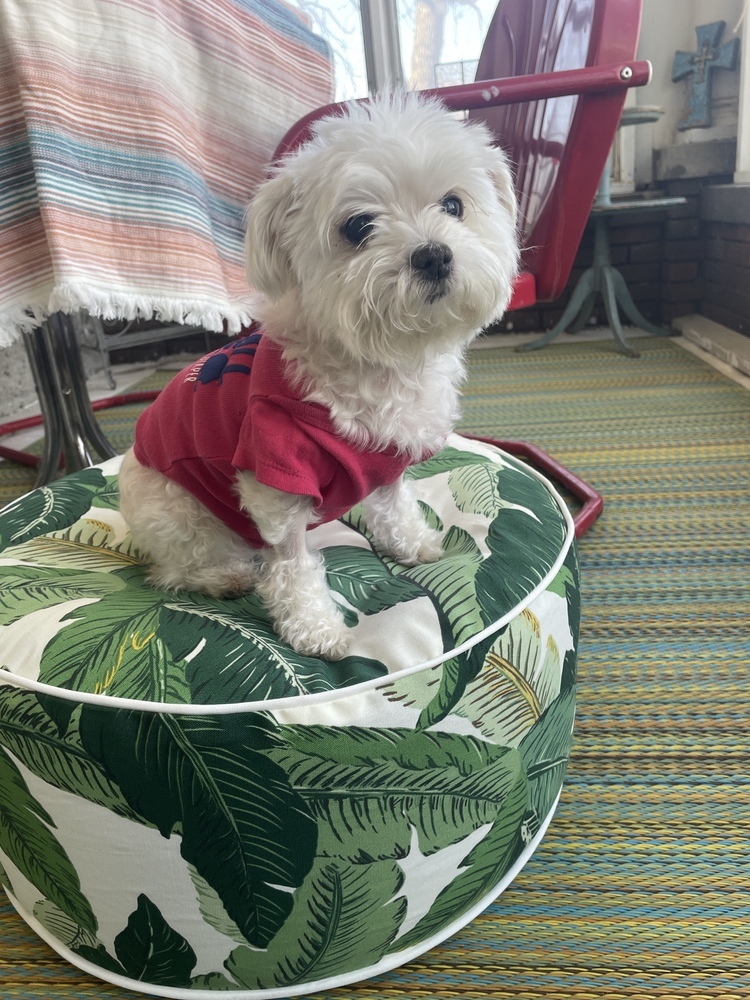 Maltese - Wonder. **Special Needs**