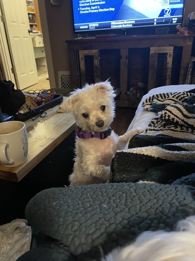 Maltese - Wonder. **Special Needs**