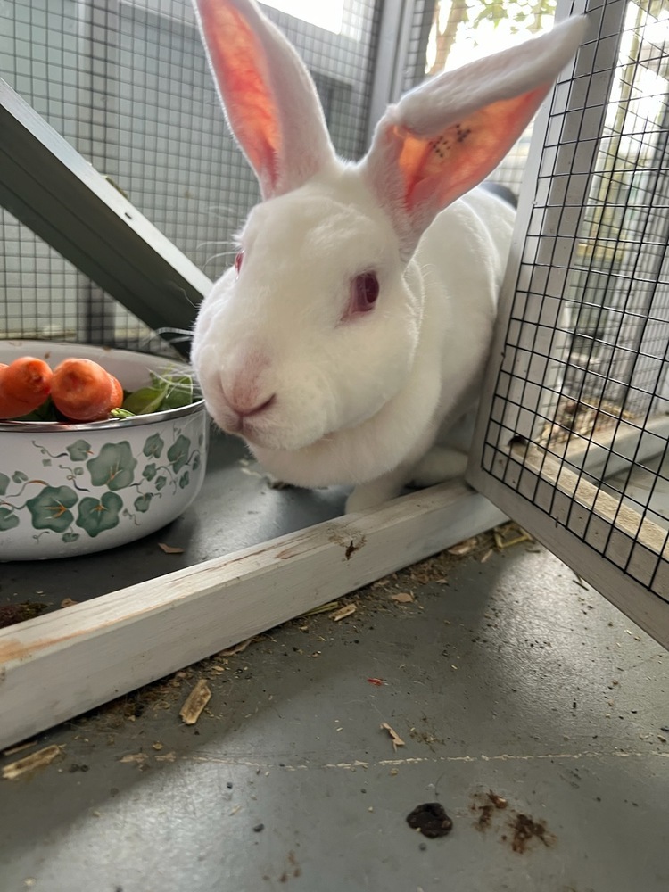 Bunnie
