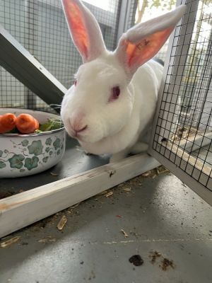 Bunnie, Adult Female Rex