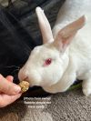 Bunnie photo 2
