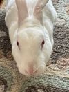 Bunnie photo 3