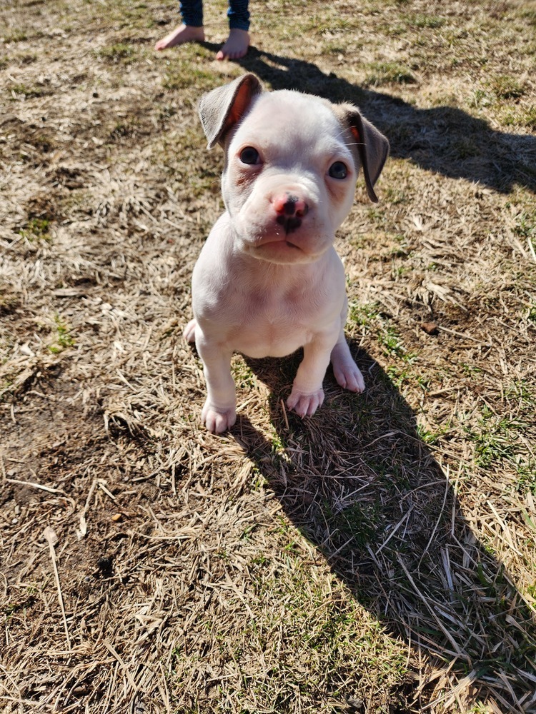 Luka