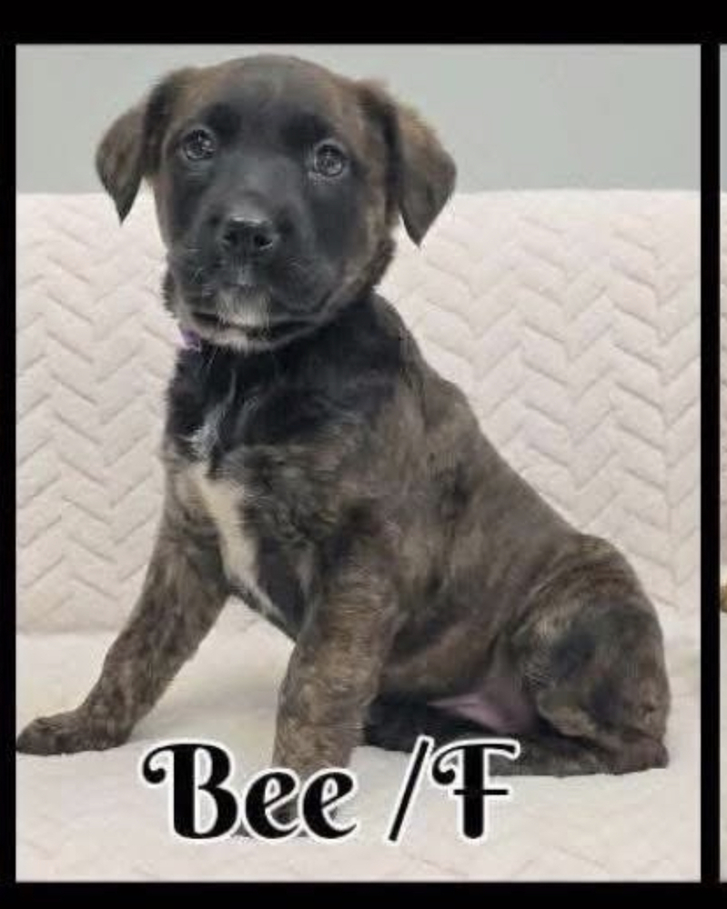 Bee, an adoptable German Shepherd Dog in Suamico, WI, 54173 | Photo Image 2