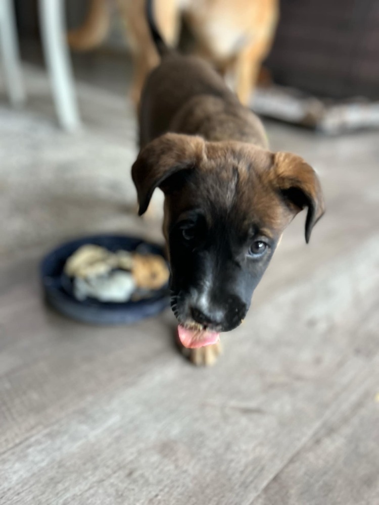Oakley, an adoptable German Shepherd Dog in Suamico, WI, 54173 | Photo Image 2