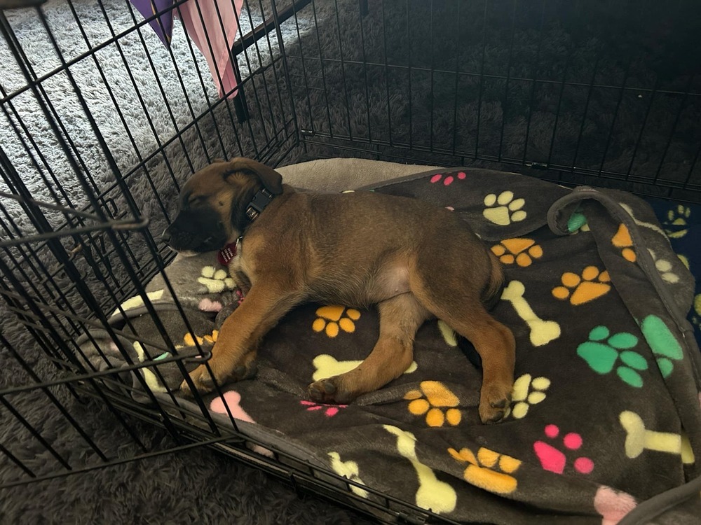 Oakley, an adoptable German Shepherd Dog in Suamico, WI, 54173 | Photo Image 3