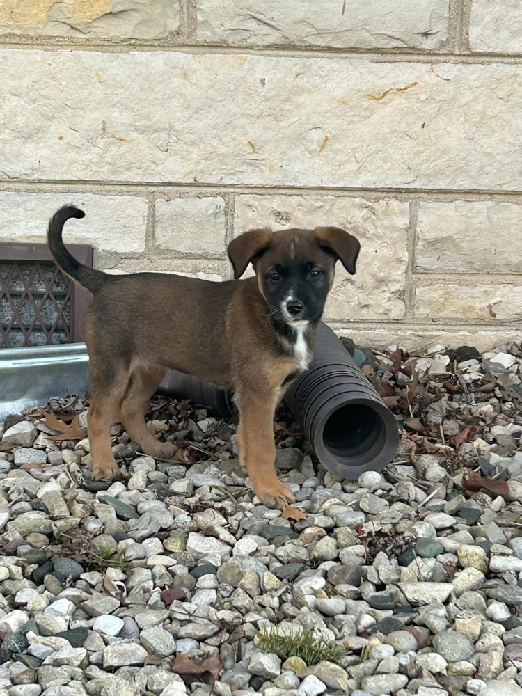 Oakley, an adoptable German Shepherd Dog in Suamico, WI, 54173 | Photo Image 5