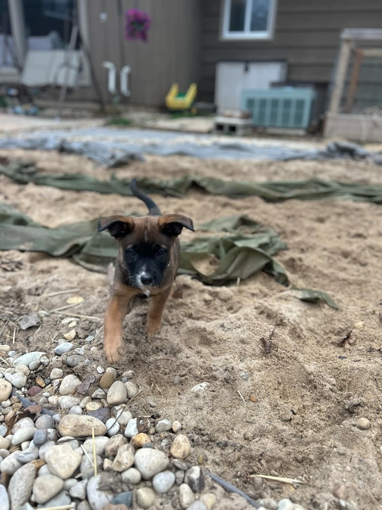 Oakley, an adoptable German Shepherd Dog in Suamico, WI, 54173 | Photo Image 6