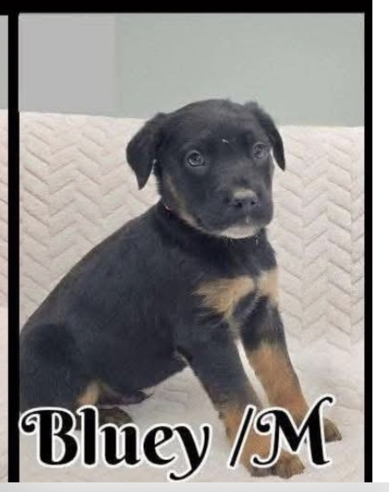 Bluey, an adoptable German Shepherd Dog in Suamico, WI, 54173 | Photo Image 3
