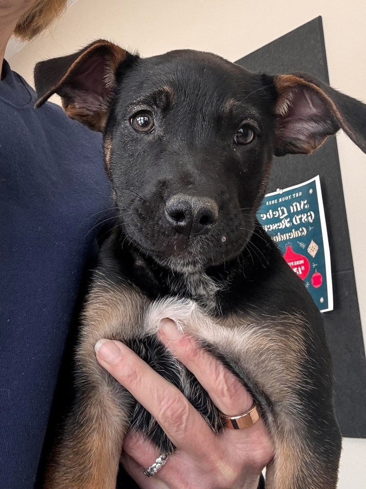 Bud, an adoptable German Shepherd Dog in Suamico, WI, 54173 | Photo Image 1