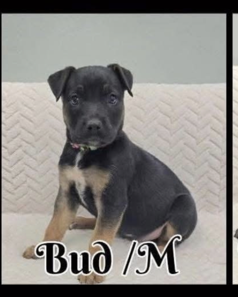 Bud, an adoptable German Shepherd Dog in Suamico, WI, 54173 | Photo Image 3