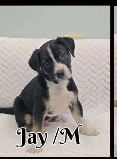 Jay, an adoptable German Shepherd Dog in Suamico, WI, 54173 | Photo Image 3